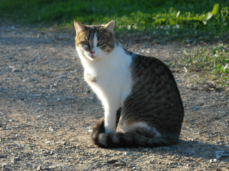 Die Katzen von Capoliveri